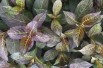 Weigela florida Ebony and Ivory® - Jardins du Monde.be