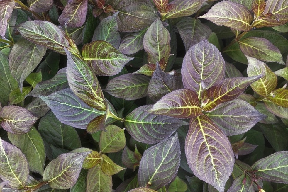 Weigela florida Ebony and Ivory® - Jardins du Monde.be