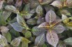 Weigela florida Ebony and Ivory® - Jardins du Monde.be