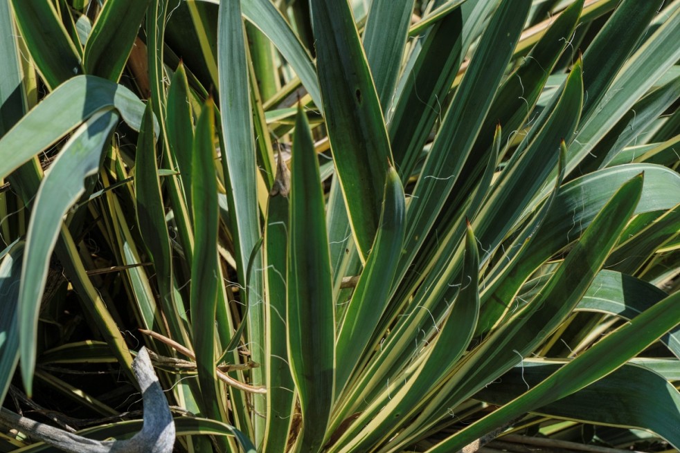 Yucca filamentosa Bright Edge - PumpkinSky, CC BY-SA 4.0, via Wikimedia Commons