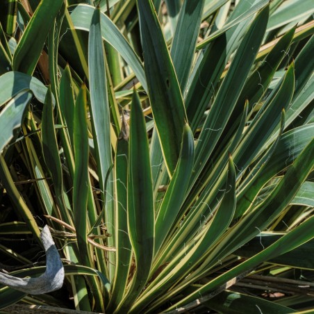Yucca filamentosa Bright Edge - PumpkinSky, CC BY-SA 4.0, via Wikimedia Commons
