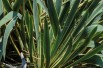 Yucca filamentosa Bright Edge - PumpkinSky, CC BY-SA 4.0, via Wikimedia Commons