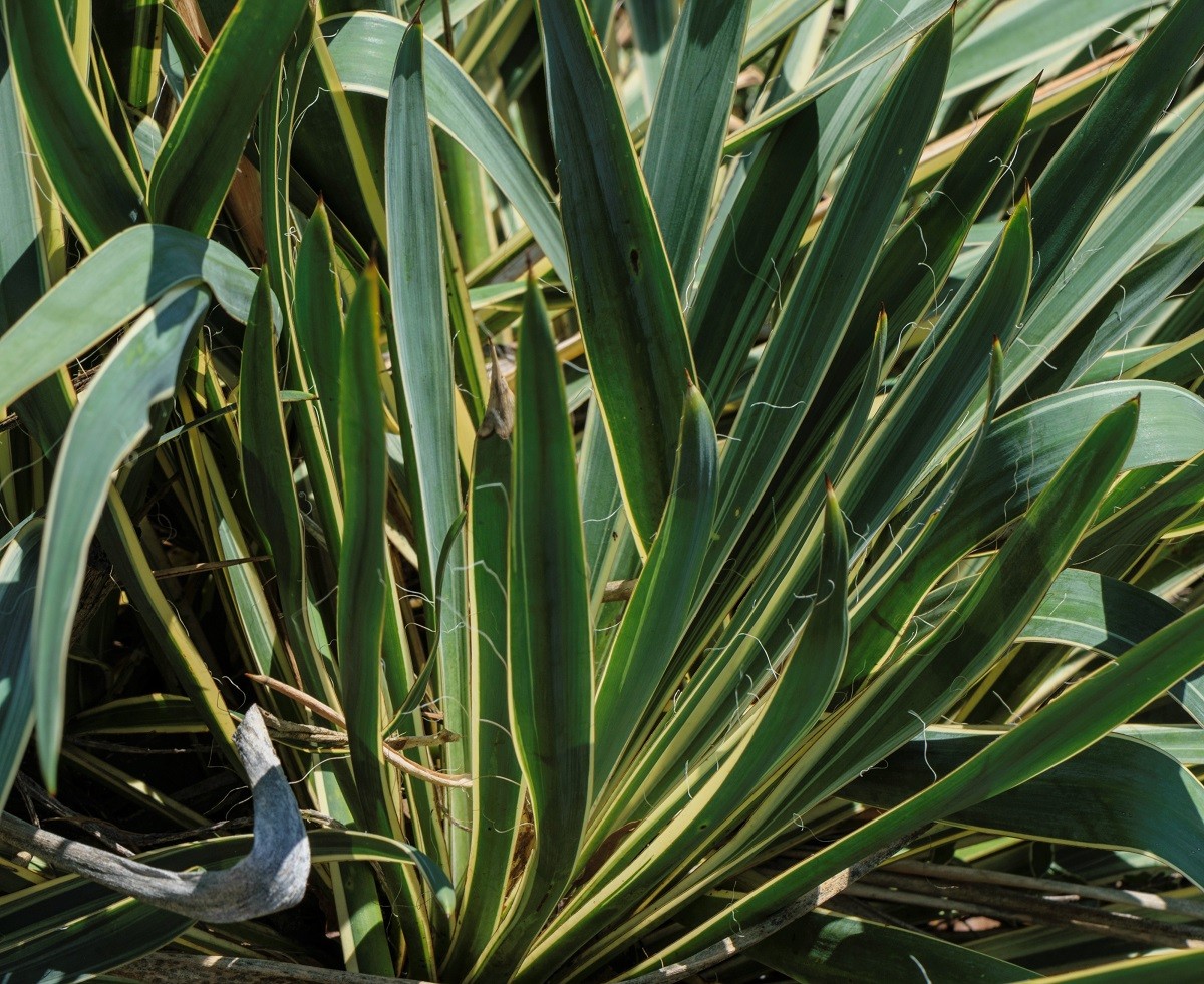 Yucca filamenteux Bright Edge