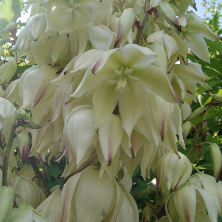 Adam's needle Bright Edge - Yucca filamentosa Bright Edge