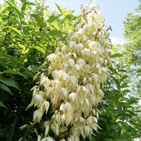 Palmlelie Bright Edge - Yucca filamentosa Bright Edge