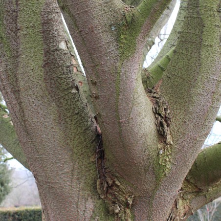 Japanese zelkova - Zelkova Serrata