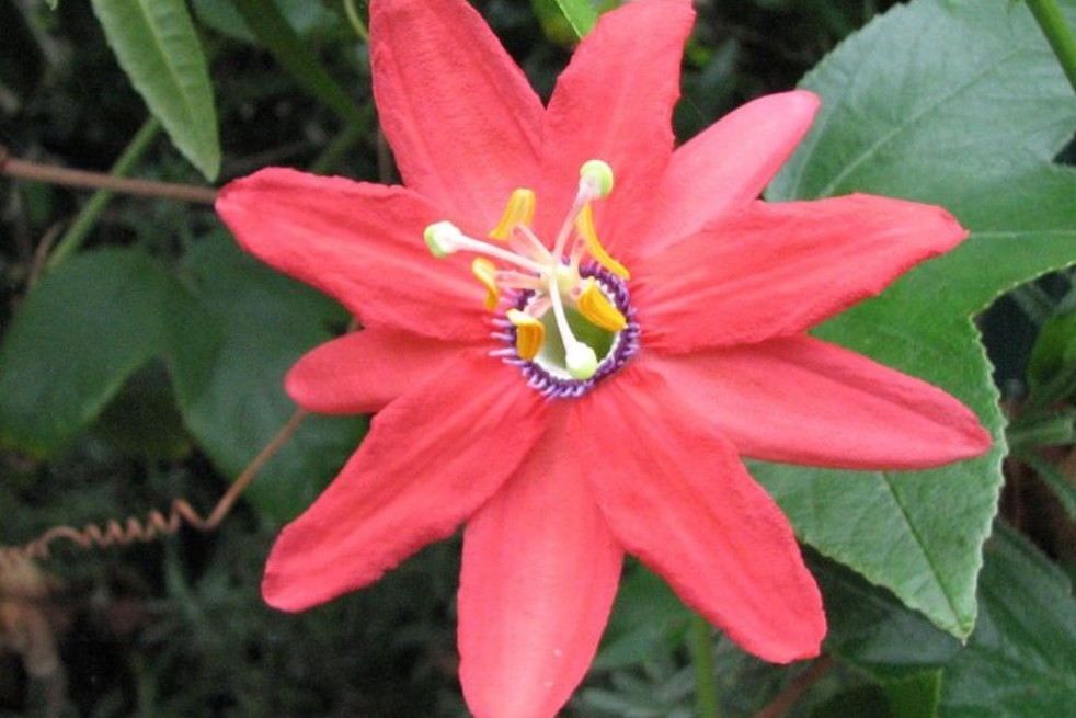 Passiflora exoniensis : Jean from Shelbyville,  KY, CC BY 2.0 , via Wikimedia Commons