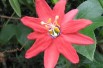 Passiflora exoniensis : Jean from Shelbyville,  KY, CC BY 2.0 , via Wikimedia Commons