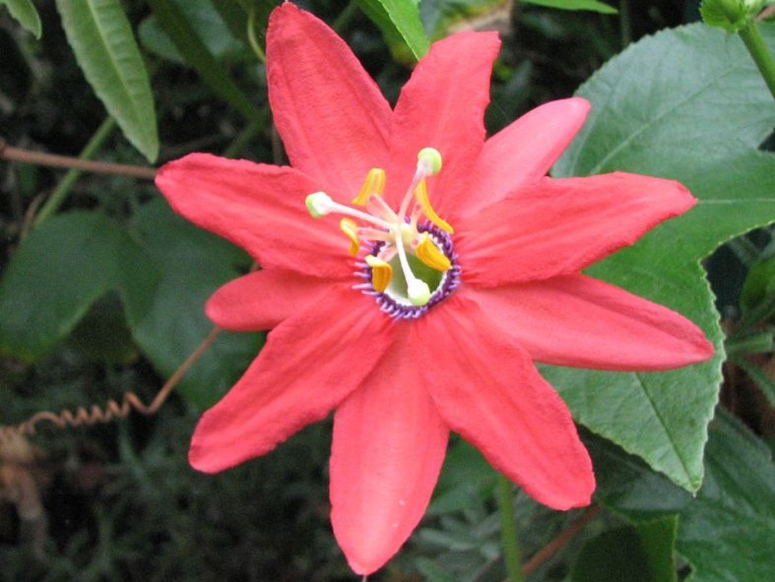 Exeter passion flower