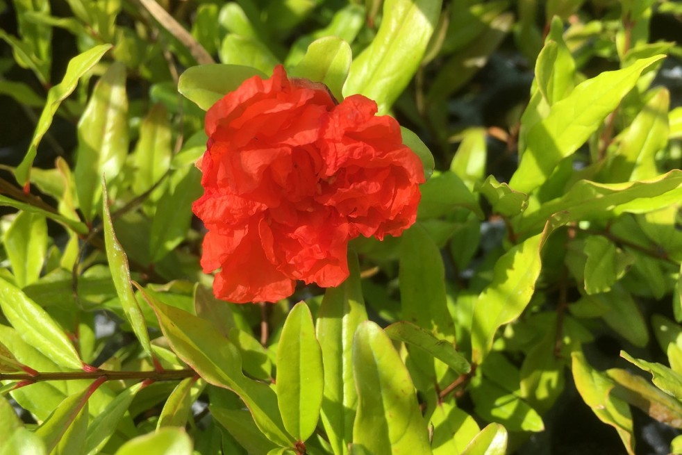 Punica granatum Maxima Rubra - Jardins du Monde.be
