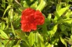 Punica granatum Maxima Rubra - Jardins du Monde.be