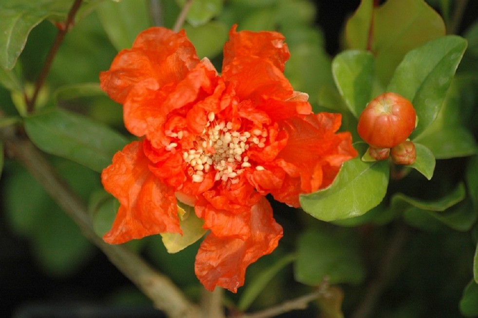 Punica granatum Maxima Rubra - Jardins du Monde.be