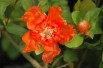 Punica granatum Maxima Rubra - Jardins du Monde.be