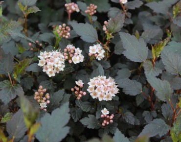 Physocarpus opulifolius Little Joker® - Jardins du Monde.be
