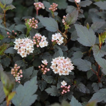 Physocarpus opulifolius Little Joker® - Jardins du Monde.be
