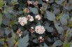 Physocarpus opulifolius Little Joker® - Jardins du Monde.be