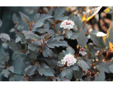 Physocarpus opulifolius Little Joker® - Jardins du Monde.be