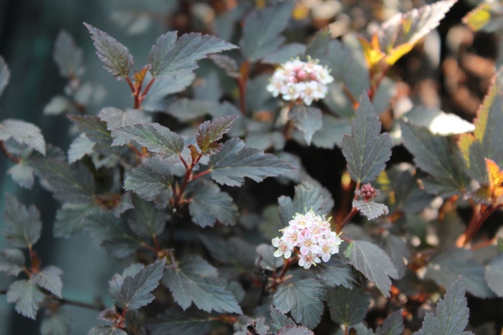 Physocarpus opulifolius Little Joker® - Jardins du Monde.be