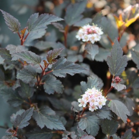 Physocarpus opulifolius Little Joker® - Jardins du Monde.be