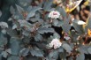 Physocarpus opulifolius Little Joker® - Jardins du Monde.be