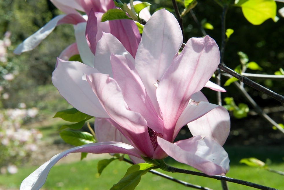 Magnolia Galaxy - Photo by David J. Stang, CC BY-SA 4.0 , via Wikimedia Commons