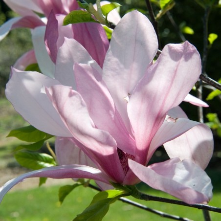 Magnolie Galaxy - Magnolia Fraseri Galaxy