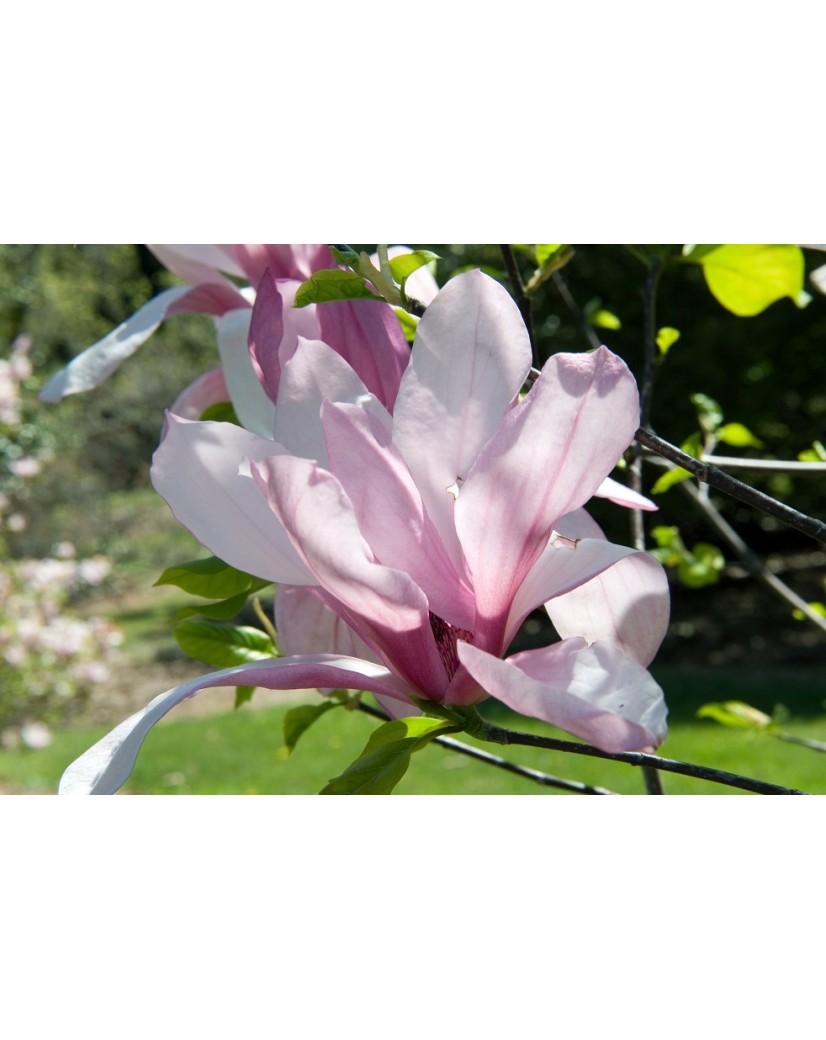 Magnolia Fraseri Galaxy