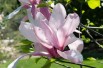 Magnolia Galaxy - Photo by David J. Stang, CC BY-SA 4.0 , via Wikimedia Commons