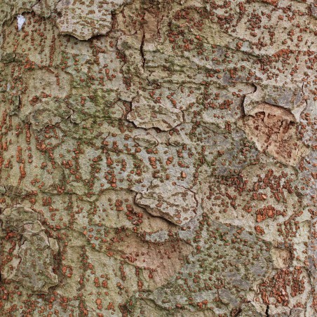 Orme de Sibérie - Zelkova Serrata