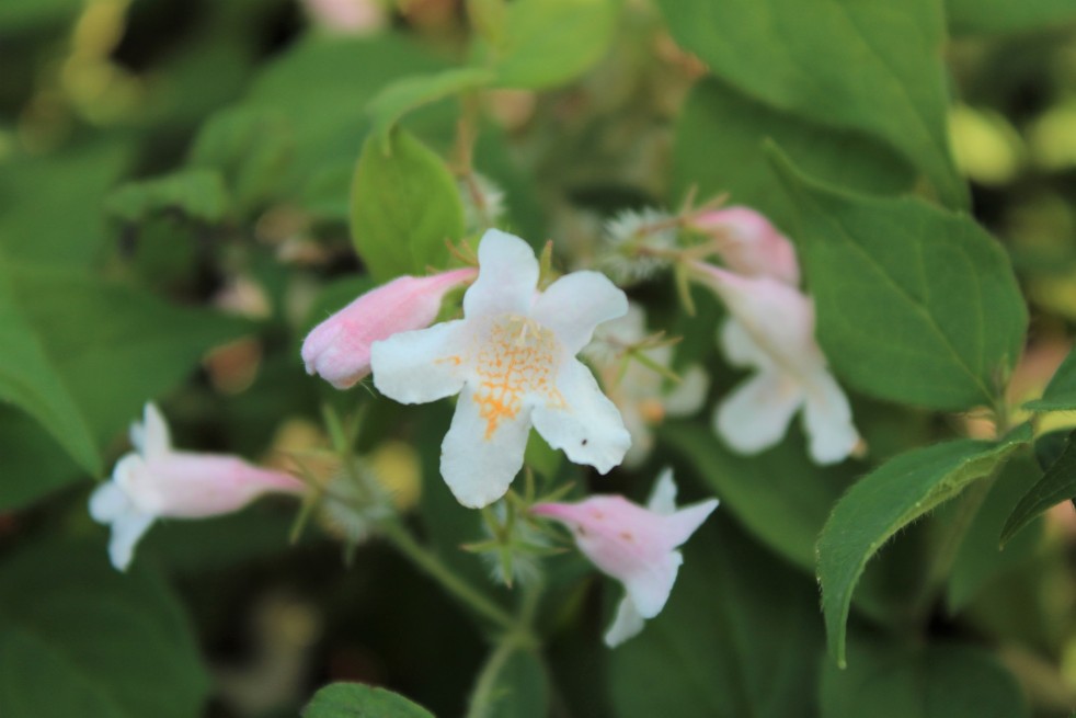 Kolkwitzia amabilis - Jardins du Monde.be Kolkwitzia amabilis - Jardins du Monde.be