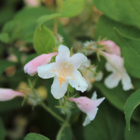 Kolkwitzia amabilis - Jardins du Monde.be