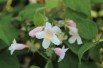Kolkwitzia amabilis - Jardins du Monde.be