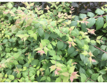 Kolkwitzia amabilis - Jardins du Monde.be