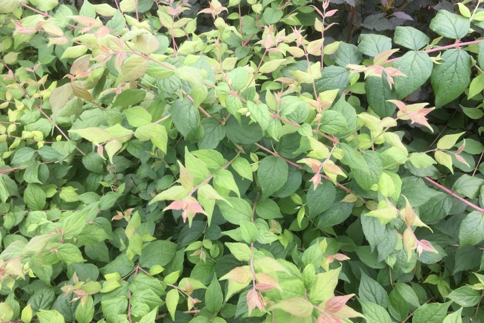 Kolkwitzia amabilis - Jardins du Monde.be Kolkwitzia amabilis - Jardins du Monde.be