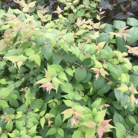 Kolkwitzia amabilis - Jardins du Monde.be