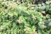 Kolkwitzia amabilis - Jardins du Monde.be
