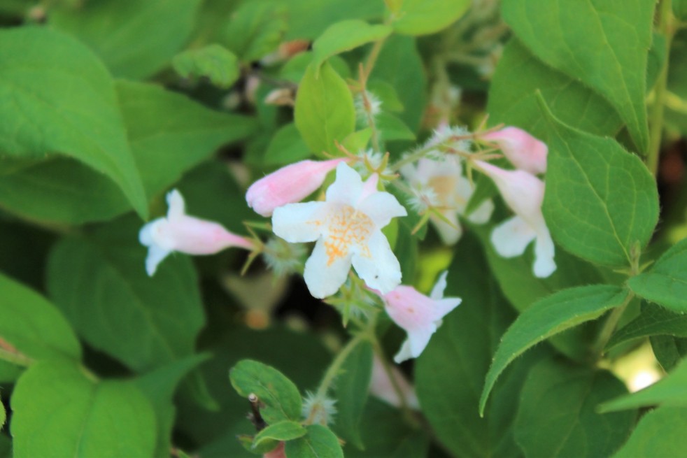 Kolkwitzia amabilis - Jardins du Monde.be
