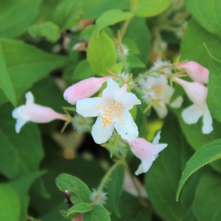 Kolkwitzia amabilis - Jardins du Monde.be