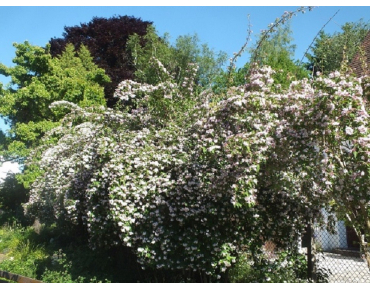Kolkwitzia amabilis-Wzwz, CC0, via Wikimedia Commons