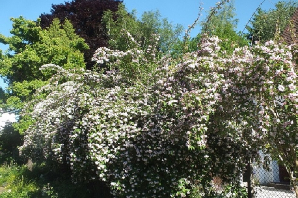 Kolkwitzia amabilis-Wzwz, CC0, via Wikimedia Commons