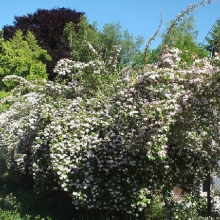 Kolkwitzia amabilis-Wzwz, CC0, via Wikimedia Commons