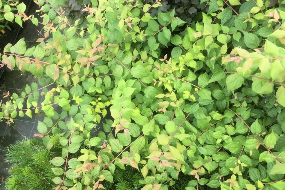 Kolkwitzia amabilis - Jardins du Monde.be