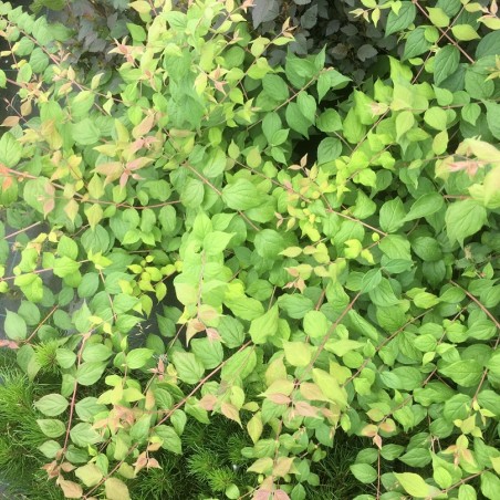 Kolkwitzia amabilis - Jardins du Monde.be