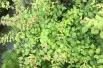 Kolkwitzia amabilis - Jardins du Monde.be