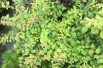 Kolkwitzia amabilis - Jardins du Monde.be