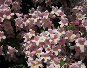 Kolkwitzia amabilis - AnRo0002, CC0, via Wikimedia Commons