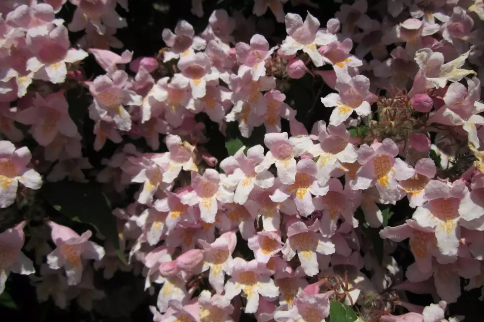 Kolkwitzia amabilis - AnRo0002, CC0, via Wikimedia Commons