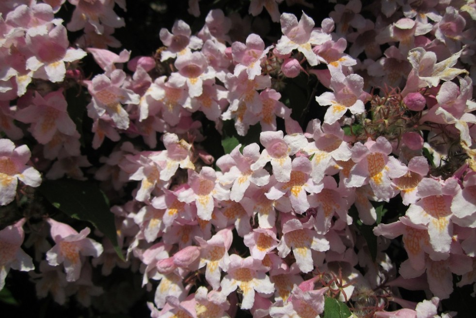 Kolkwitzia amabilis - AnRo0002, CC0, via Wikimedia Commons