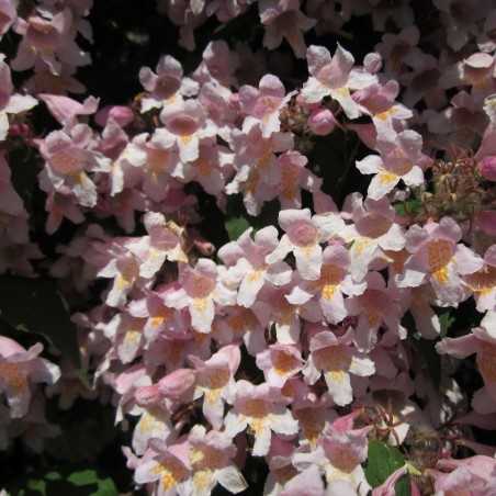 Kolkwitzia amabilis - AnRo0002, CC0, via Wikimedia Commons