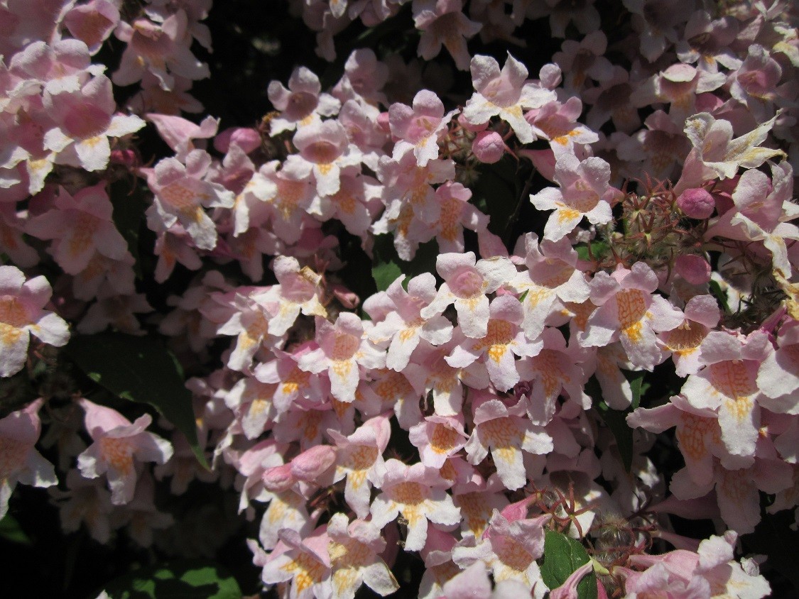 Beauty bush Pink Cloud